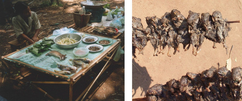 Rats offered at food markets in Laos and Mozambique