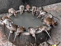 Rats in New York's underground