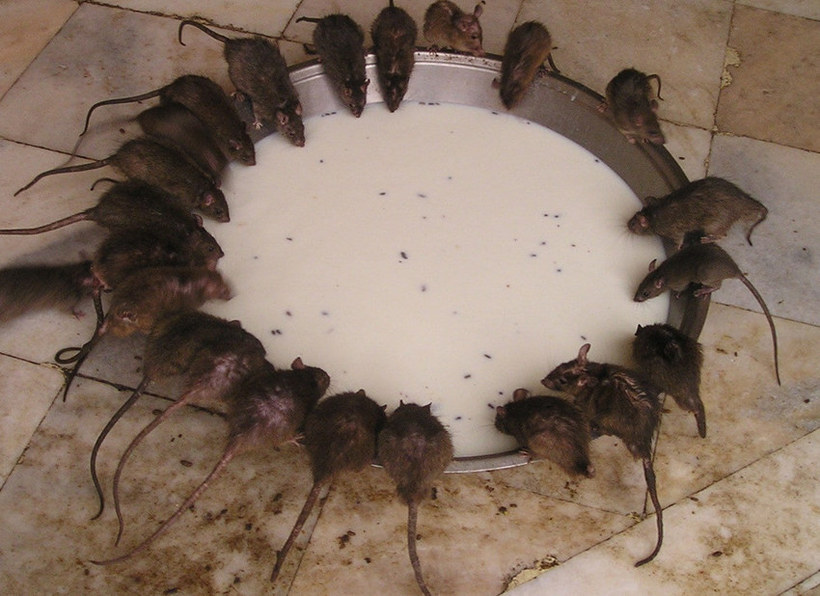 Rats fed with milk in an Indian temple